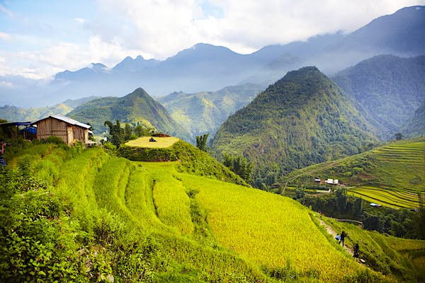 sapa
