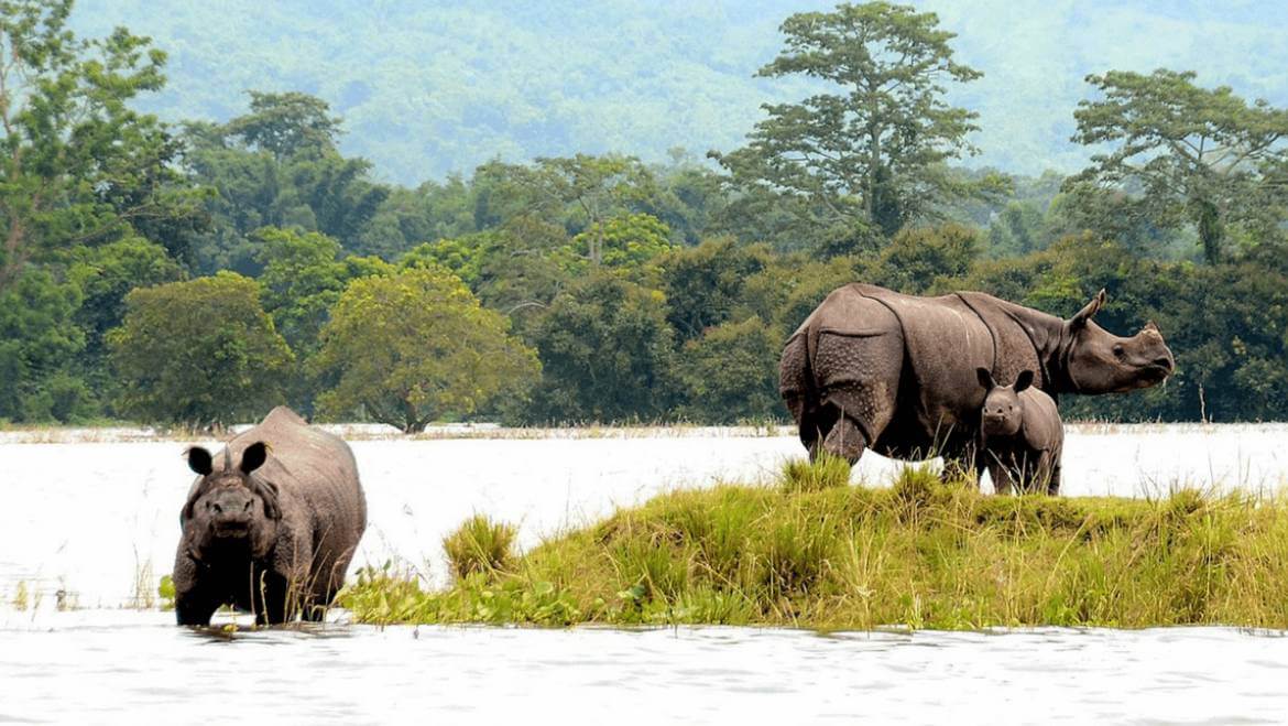 kaziranga national park